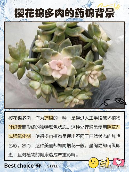 怎么让多肉出锦，多肉怎么容易出锦-第3张图片-优品飞百科