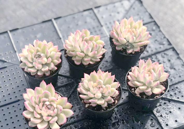 怎么让多肉出锦，多肉怎么容易出锦-第5张图片-优品飞百科