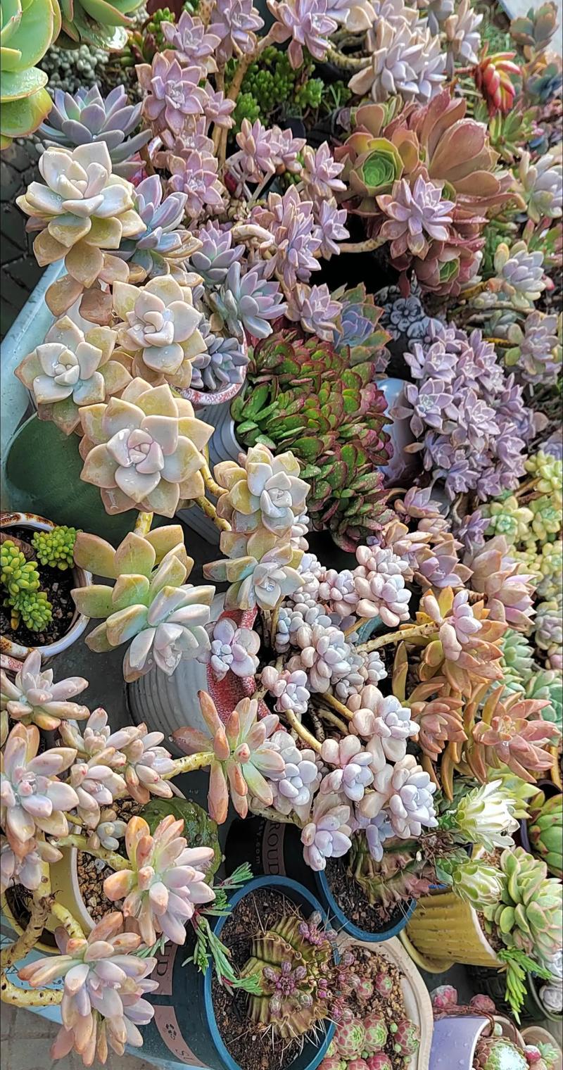 怎么让多肉出锦，多肉怎么容易出锦-第6张图片-优品飞百科