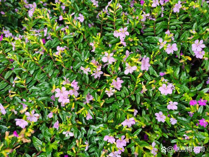 紫萼距花怎么养，紫萼距花的种植？