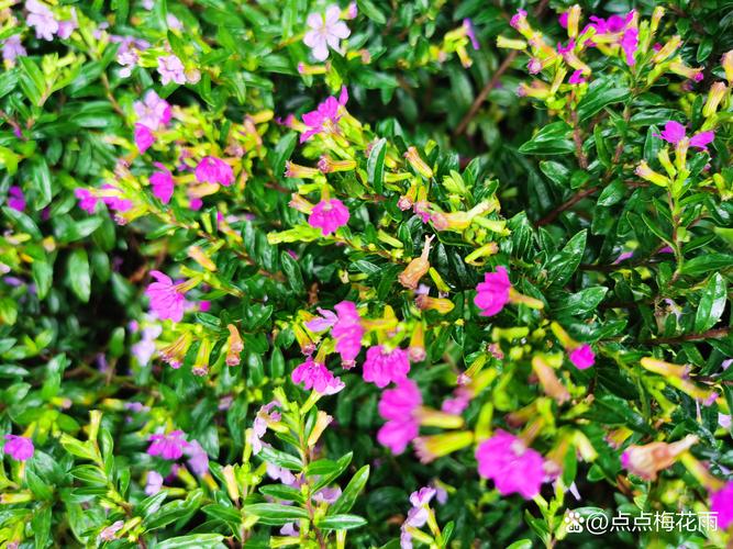 紫萼距花怎么养，紫萼距花的种植？-第2张图片-优品飞百科