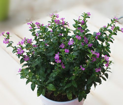 紫萼距花怎么养，紫萼距花的种植？-第3张图片-优品飞百科