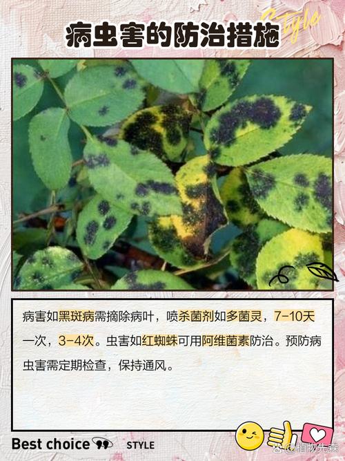 紫萼距花怎么养，紫萼距花的种植？-第4张图片-优品飞百科