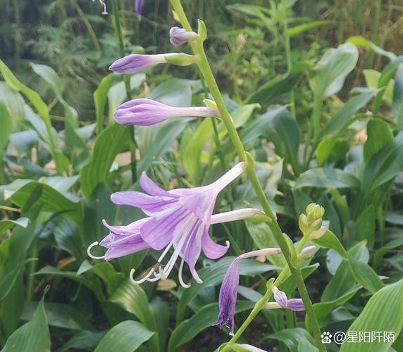 紫萼距花怎么养，紫萼距花的种植？-第5张图片-优品飞百科
