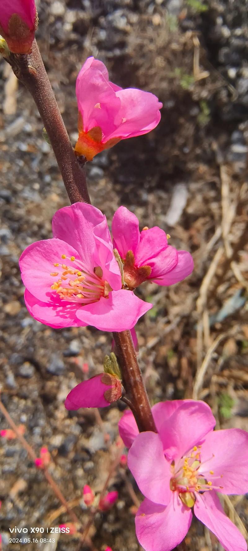 榆叶梅春天怎么养，榆叶梅好活吗？