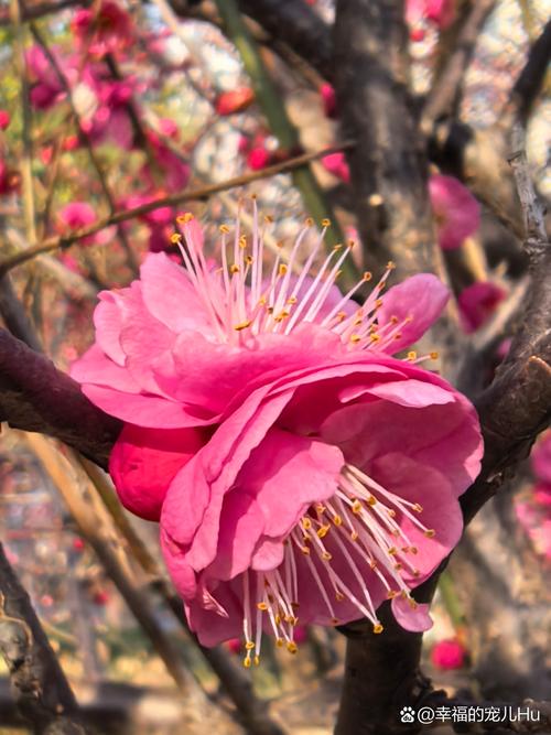 榆叶梅春天怎么养,榆叶梅好活吗?-第3张图片-优品飞百科 榆叶梅春天怎么养,榆叶梅好活吗?-第3张图片-优品飞百科