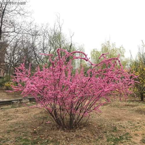 榆叶梅春天怎么养,榆叶梅好活吗?-第4张图片-优品飞百科 榆叶梅春天怎么养,榆叶梅好活吗?-第4张图片-优品飞百科