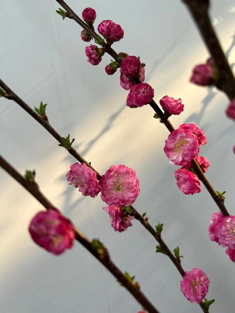 榆叶梅春天怎么养,榆叶梅好活吗?-第5张图片-优品飞百科 榆叶梅春天怎么养,榆叶梅好活吗?-第5张图片-优品飞百科