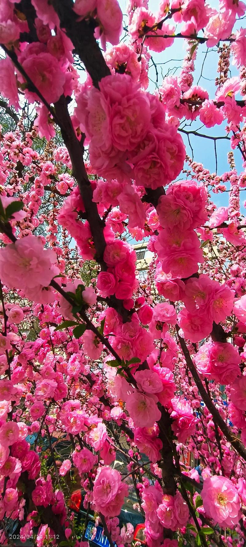 榆叶梅春天怎么养,榆叶梅好活吗?-第6张图片-优品飞百科 榆叶梅春天怎么养,榆叶梅好活吗?-第6张图片-优品飞百科