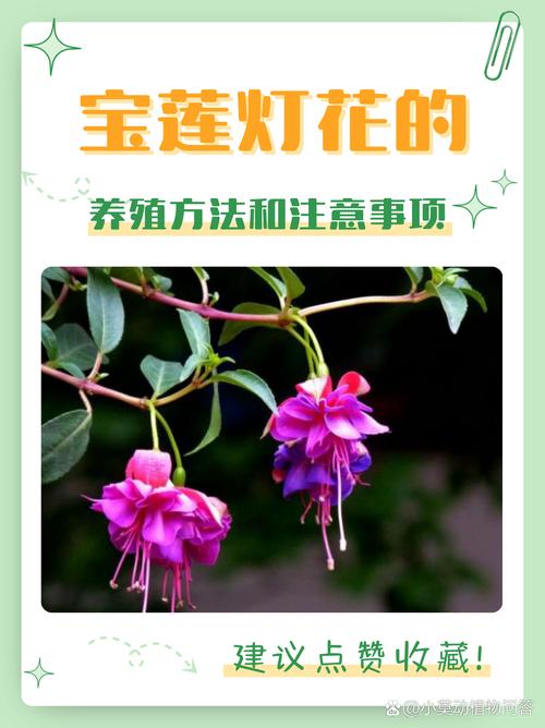 宝莲灯怎么摘心,宝莲灯摘心的正确姿势?-第1张图片-优品飞百科 宝莲灯怎么摘心,宝莲灯摘心的正确姿势?-第1张图片-优品飞百科