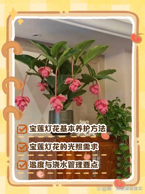 宝莲灯怎么摘心,宝莲灯摘心的正确姿势?-第2张图片-优品飞百科 宝莲灯怎么摘心,宝莲灯摘心的正确姿势?-第2张图片-优品飞百科
