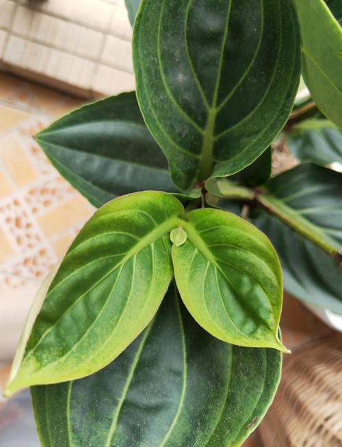 宝莲灯怎么摘心,宝莲灯摘心的正确姿势?-第3张图片-优品飞百科 宝莲灯怎么摘心,宝莲灯摘心的正确姿势?-第3张图片-优品飞百科