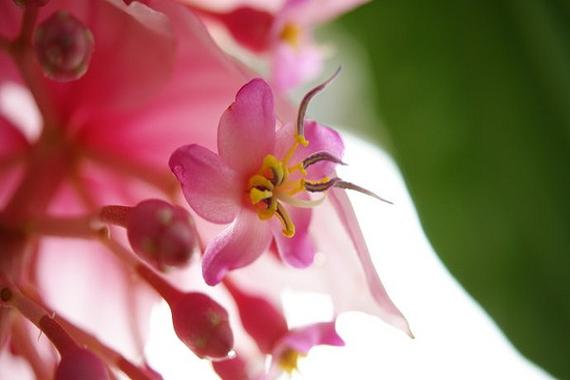 宝莲灯怎么摘心,宝莲灯摘心的正确姿势?-第4张图片-优品飞百科 宝莲灯怎么摘心,宝莲灯摘心的正确姿势?-第4张图片-优品飞百科