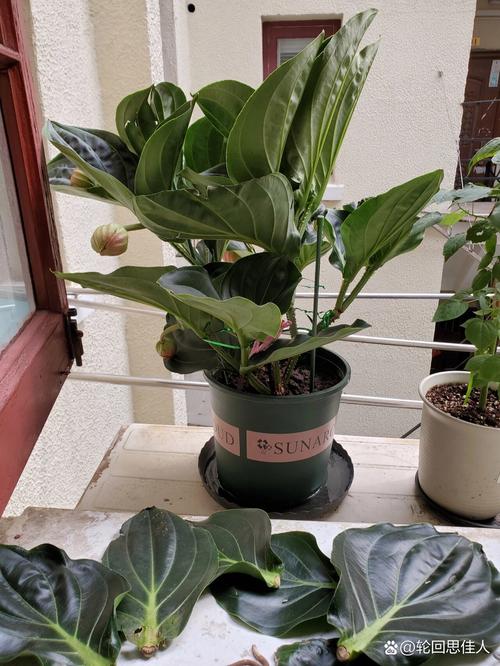 宝莲灯怎么摘心,宝莲灯摘心的正确姿势?-第5张图片-优品飞百科 宝莲灯怎么摘心,宝莲灯摘心的正确姿势?-第5张图片-优品飞百科