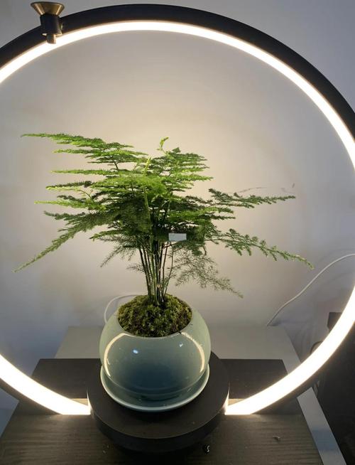 水养怎样养文竹更茂盛？水养文竹怎么养？