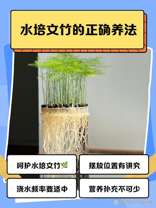 水养怎样养文竹更茂盛？水养文竹怎么养？-第2张图片-优品飞百科