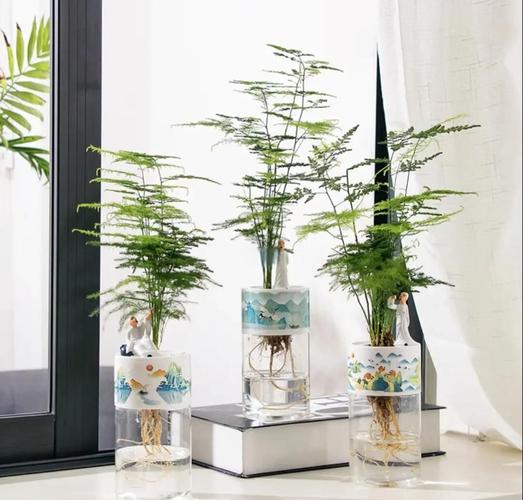 水养怎样养文竹更茂盛？水养文竹怎么养？-第3张图片-优品飞百科