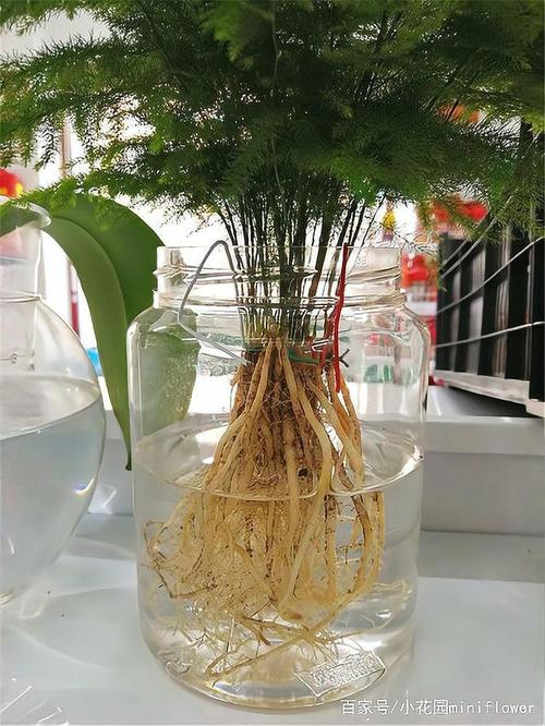 水养怎样养文竹更茂盛？水养文竹怎么养？-第7张图片-优品飞百科