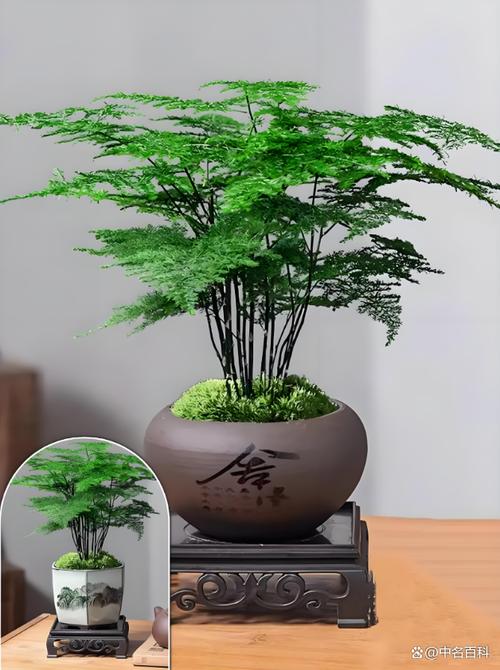 文竹施什么肥料好，文竹施什么肥变得翠绿茂盛?？