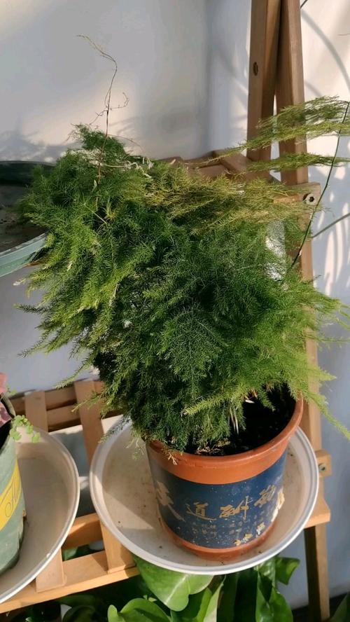 文竹施什么肥料好，文竹施什么肥变得翠绿茂盛?？-第2张图片-优品飞百科