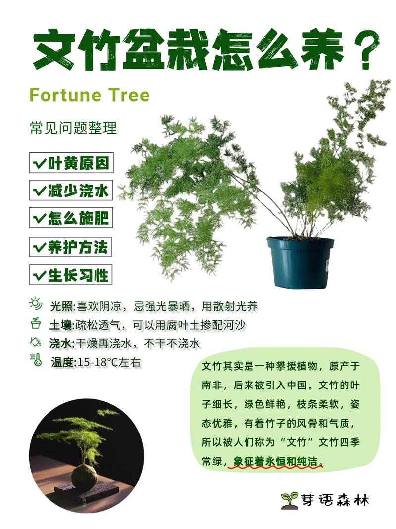 文竹施什么肥料好，文竹施什么肥变得翠绿茂盛?？-第3张图片-优品飞百科