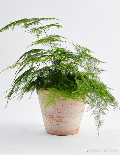 文竹施什么肥料好，文竹施什么肥变得翠绿茂盛?？-第5张图片-优品飞百科