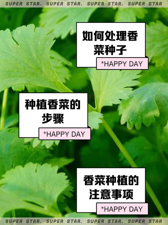 香菜怎么种植？阳台香菜怎么种植？
