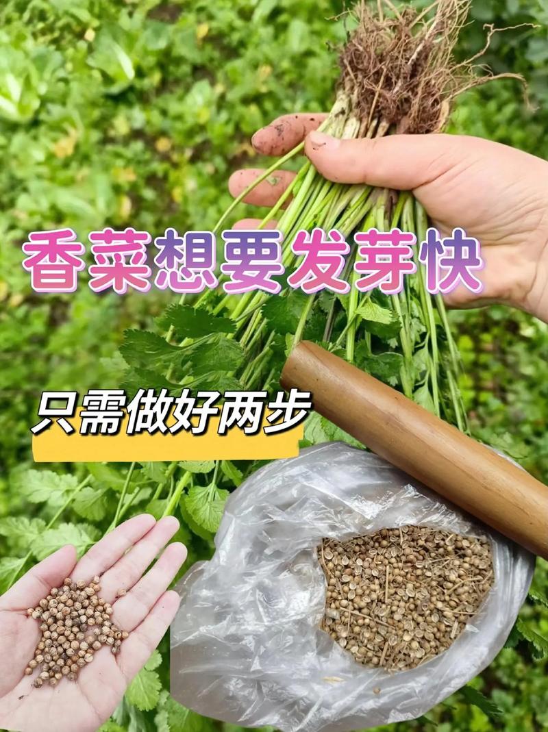 香菜怎么种植？阳台香菜怎么种植？-第2张图片-优品飞百科