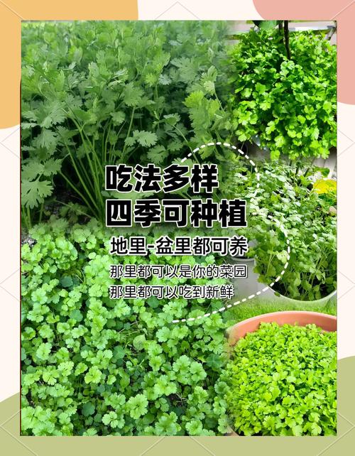 香菜怎么种植？阳台香菜怎么种植？-第3张图片-优品飞百科