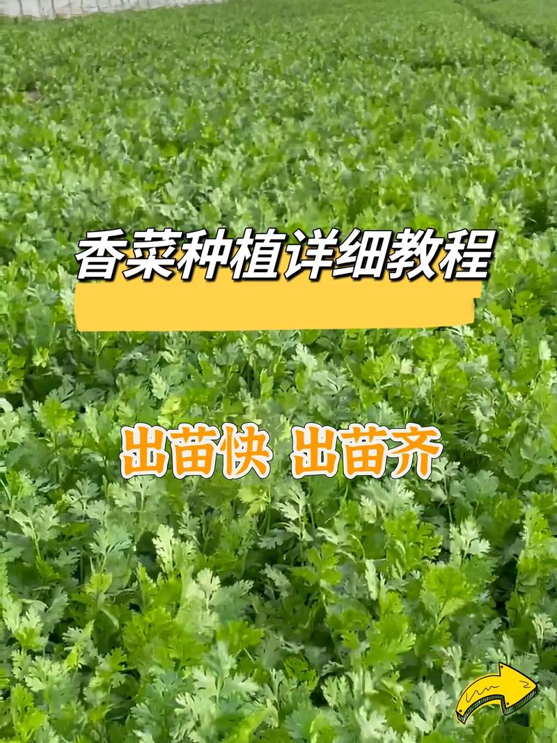 香菜怎么种植？阳台香菜怎么种植？-第4张图片-优品飞百科