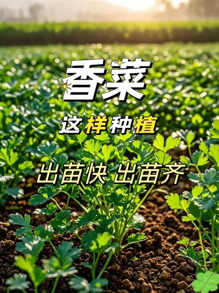 香菜怎么种植？阳台香菜怎么种植？-第5张图片-优品飞百科