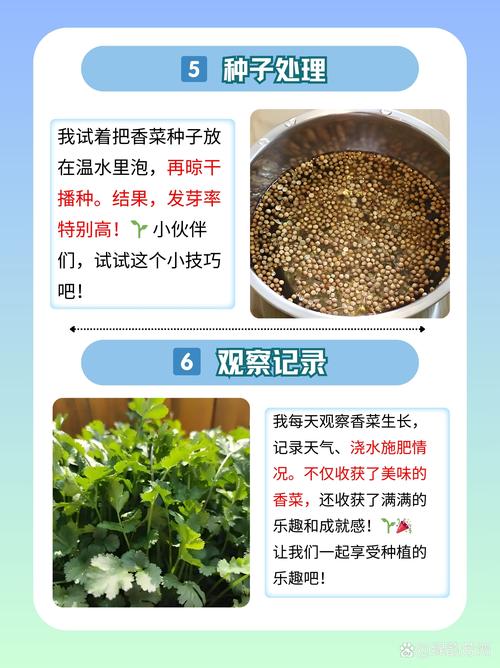 香菜怎么种植？阳台香菜怎么种植？-第6张图片-优品飞百科