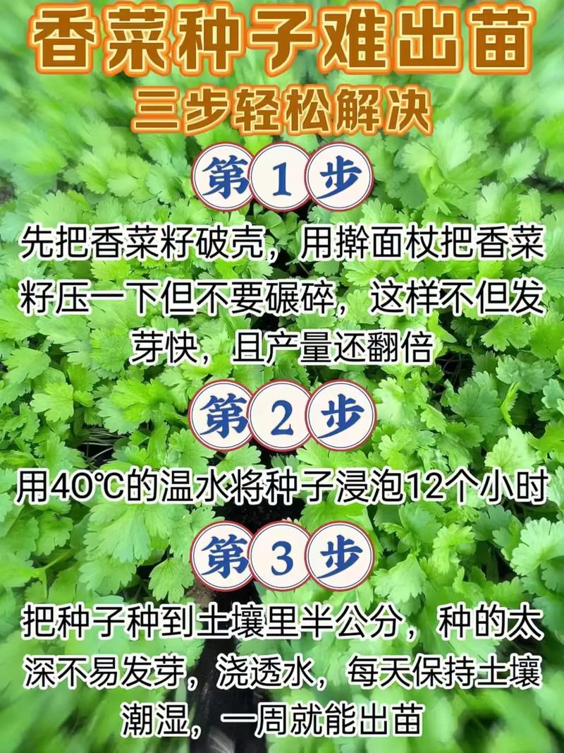香菜怎么种植？阳台香菜怎么种植？-第7张图片-优品飞百科