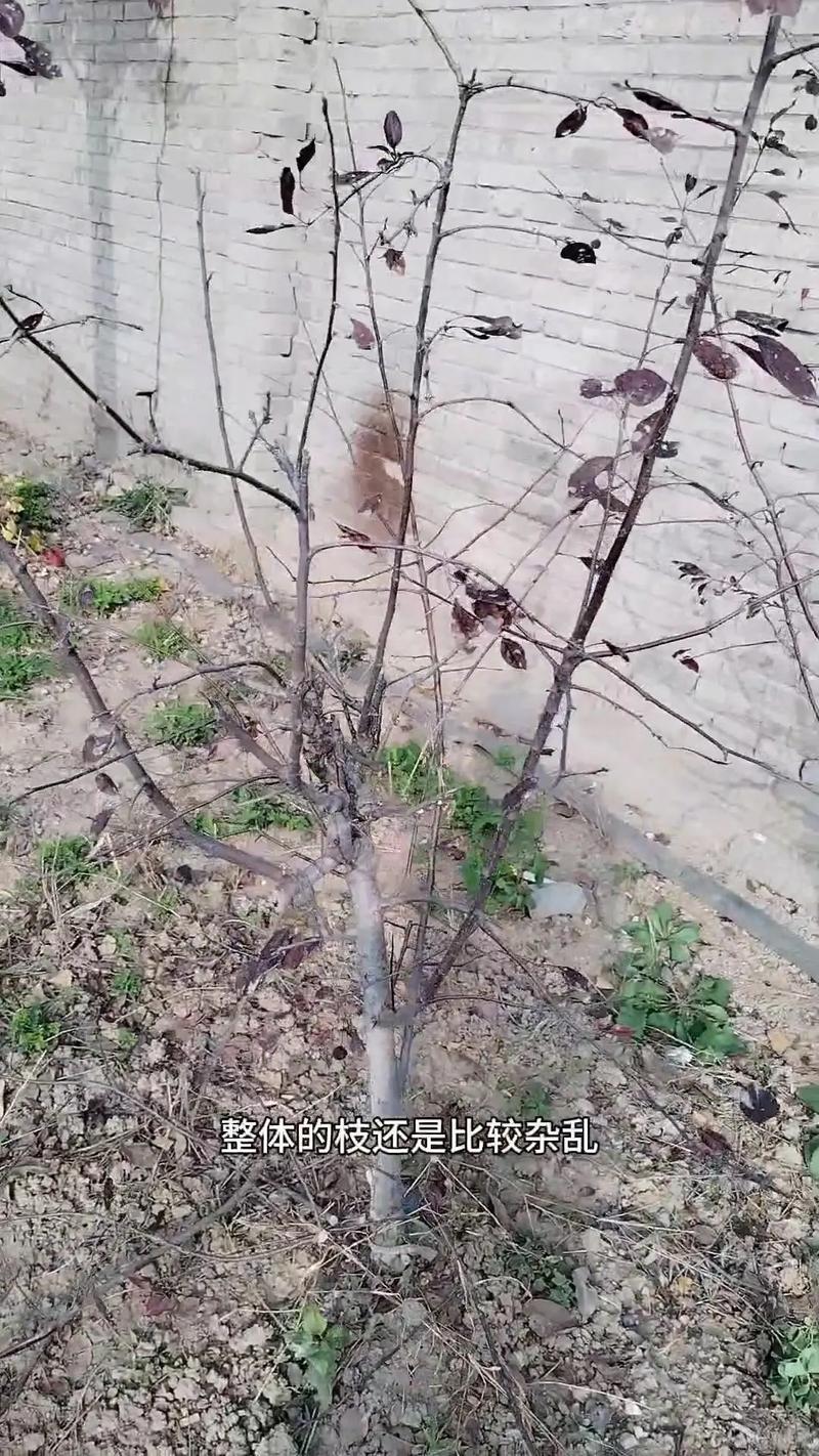 海棠树怎么种植方法，海棠树种植技术？-第1张图片-优品飞百科