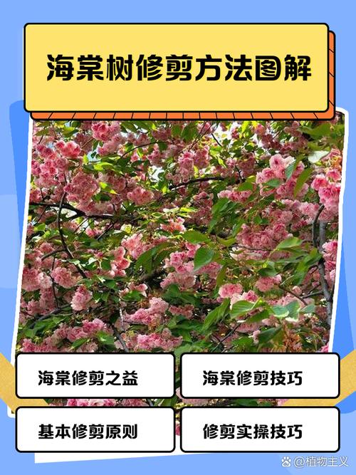 海棠树怎么种植方法，海棠树种植技术？-第4张图片-优品飞百科