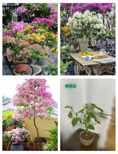 三角梅“冬天”剪个头？三角梅冬天剪枝了 春天会开花吗？