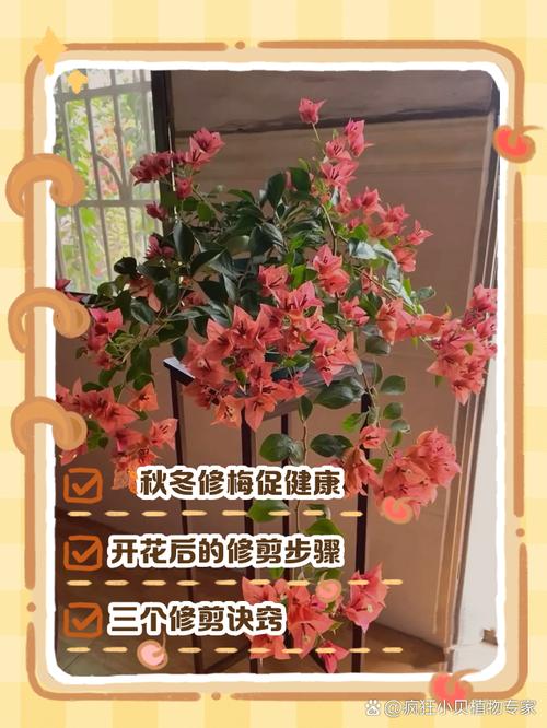 三角梅“冬天”剪个头?三角梅冬天剪枝了 春天会开花吗?-第2张图片-优品飞百科 三角梅“冬天”剪个头?三角梅冬天剪枝了 春天会开花吗?-第2张图片-优品飞百科