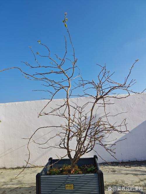 三角梅“冬天”剪个头?三角梅冬天剪枝了 春天会开花吗?-第3张图片-优品飞百科 三角梅“冬天”剪个头?三角梅冬天剪枝了 春天会开花吗?-第3张图片-优品飞百科