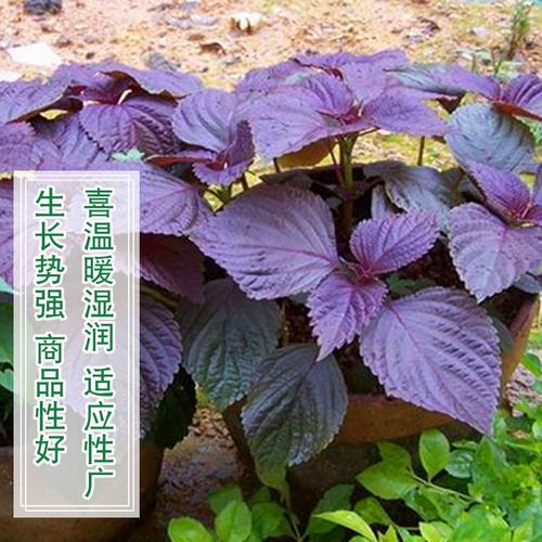 苏子几月份种，苏子什么时间种,什么时间熟？