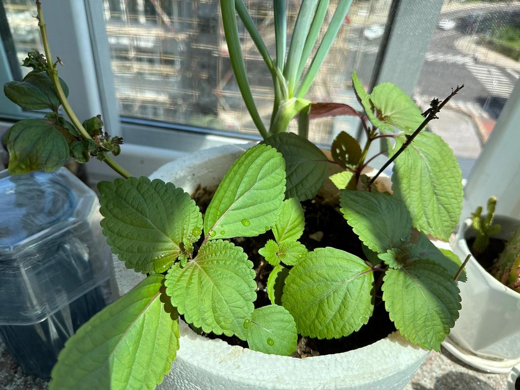 苏子几月份种，苏子什么时间种,什么时间熟？-第2张图片-优品飞百科