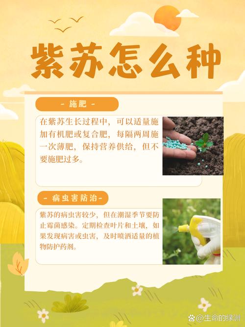 苏子几月份种，苏子什么时间种,什么时间熟？-第3张图片-优品飞百科