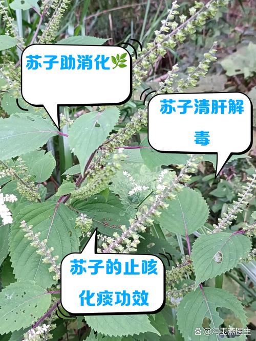 苏子几月份种，苏子什么时间种,什么时间熟？-第5张图片-优品飞百科