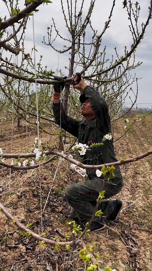 苹果树剪枝最佳时间，苹果树剪枝最佳季节