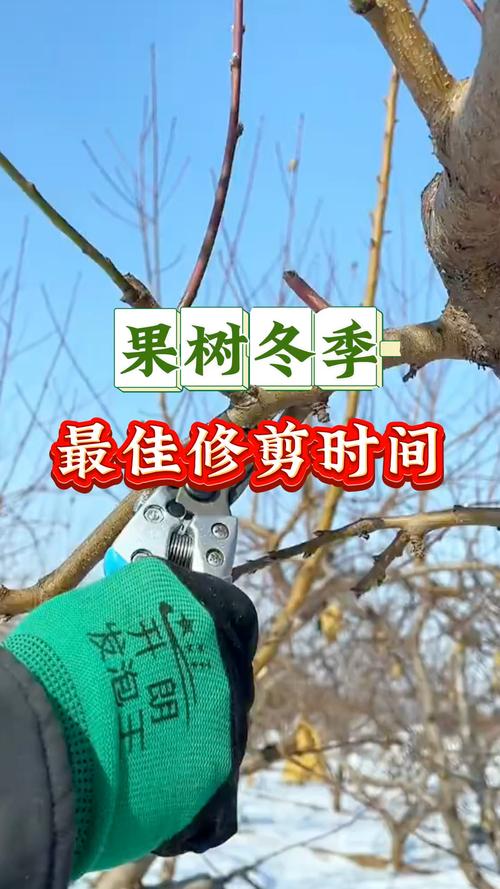苹果树剪枝最佳时间,苹果树剪枝最佳季节-第4张图片-优品飞百科 苹果树剪枝最佳时间,苹果树剪枝最佳季节-第4张图片-优品飞百科