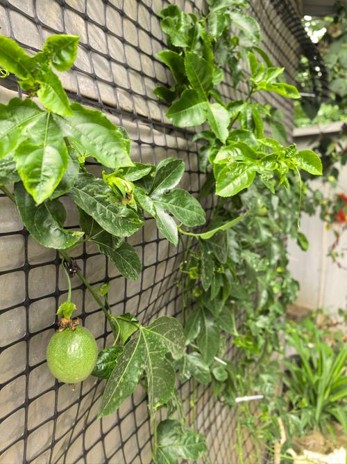 百香果怎么种？百香果怎么种植才结果？-第2张图片-优品飞百科