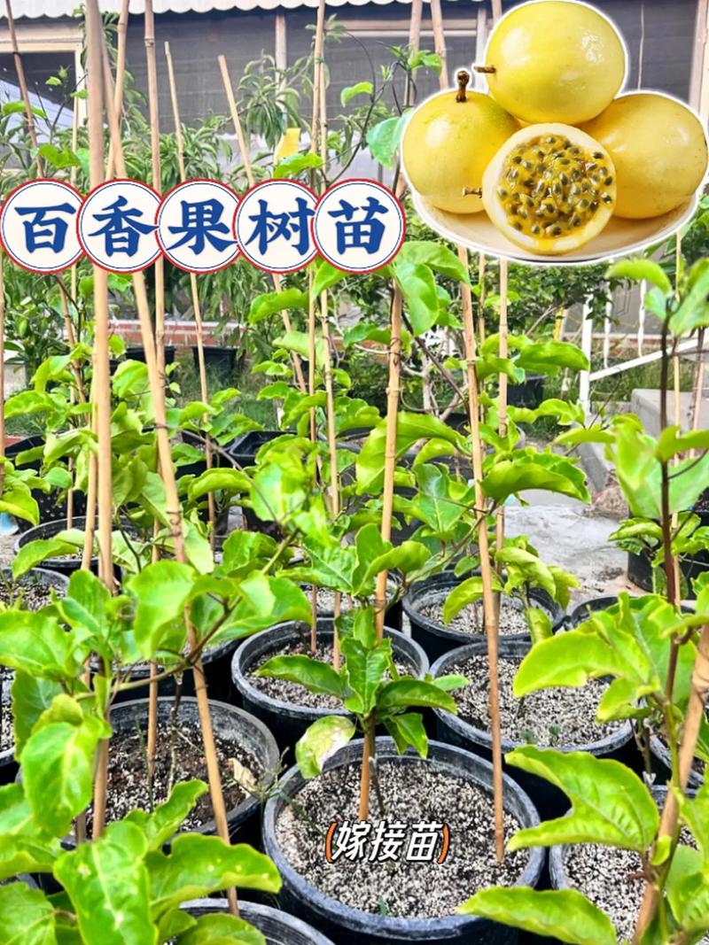 百香果怎么种？百香果怎么种植才结果？-第3张图片-优品飞百科