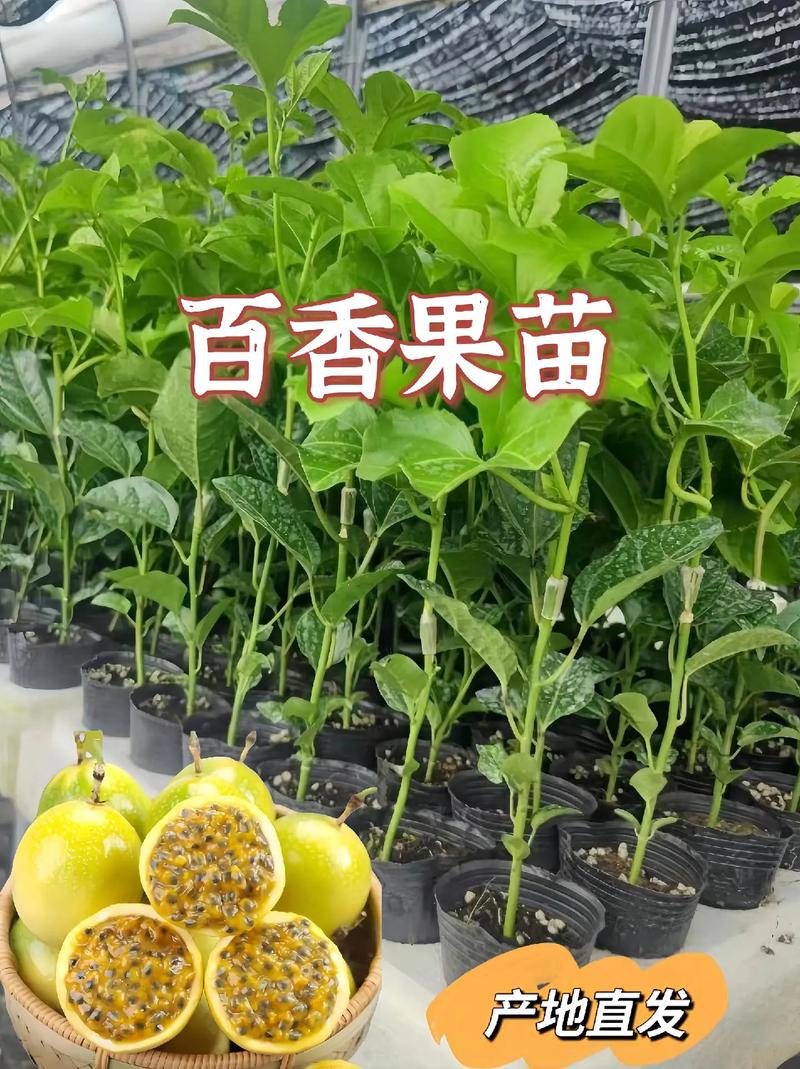 百香果怎么种？百香果怎么种植才结果？-第4张图片-优品飞百科