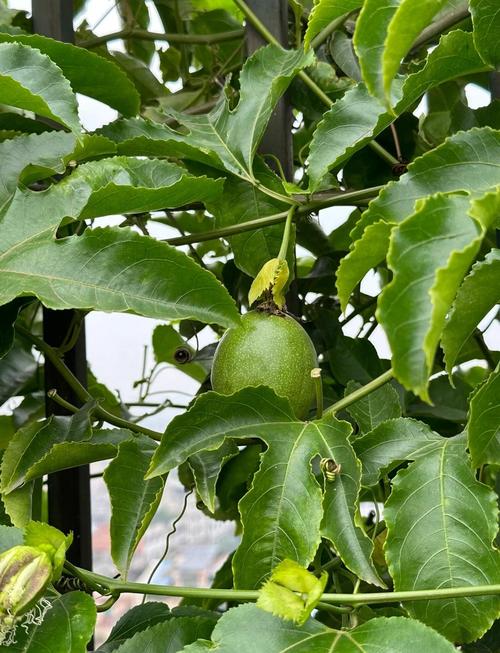 百香果怎么种？百香果怎么种植才结果？-第6张图片-优品飞百科