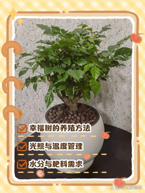 幸福树适合什么时候种？幸福树啥时候种植比较好？