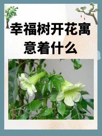 幸福树适合什么时候种？幸福树啥时候种植比较好？-第2张图片-优品飞百科